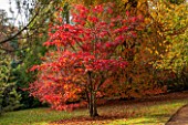 THE NATIONAL TRUST - SHEFFIELD PARK, SUSSEX,  IN AUTUMN. OCTOBER, FALL, ACER PAL;MATUM IN THE WOODLAND - TREE, PLANT PORTRAIT, AUTUMN COLOUR