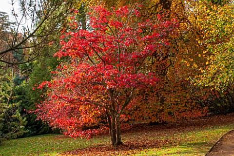 THE_NATIONAL_TRUST__SHEFFIELD_PARK_SUSSEX__IN_AUTUMN_OCTOBER_FALL_ACER_PALMATUM_IN_THE_WOODLAND__TRE