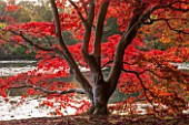THE NATIONAL TRUST - SHEFFIELD PARK, SUSSEX,  IN AUTUMN. OCTOBER, FALL, ACER PALMATUM BESIDE THE LAKE - TREE, PLANT PORTRAIT, AUTUMN COLOUR