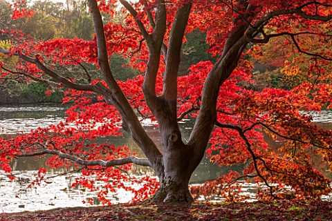 THE_NATIONAL_TRUST__SHEFFIELD_PARK_SUSSEX__IN_AUTUMN_OCTOBER_FALL_ACER_PALMATUM_BESIDE_THE_LAKE__TRE