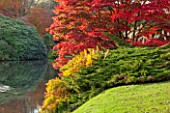 THE NATIONAL TRUST - SHEFFIELD PARK, SUSSEX,  IN AUTUMN. OCTOBER, FALL, ACER PALMATUM BESIDE THE LAKE - TREE, PLANT PORTRAIT, AUTUMN COLOUR
