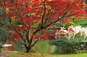 THE NATIONAL TRUST - SHEFFIELD PARK, SUSSEX,  IN AUTUMN. OCTOBER, FALL, ACER PALMATUM AND PAMPAS GRASS BESIDE THE LAKE - TREE, PLANT PORTRAIT, AUTUMN COLOUR
