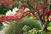 THE NATIONAL TRUST - SHEFFIELD PARK, SUSSEX,  IN AUTUMN. OCTOBER, FALL, ACER PALMATUM AND PAMPAS GRASS BESIDE THE LAKE - TREE, PLANT PORTRAIT, AUTUMN COLOUR