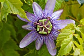 RHS GARDEN, WISLEY, SURREY: CLOSE UP OF THE PURPLE FLOWER OF PASSIFLORA BETTY MYLES YOUNG - PASSION FLOWER, CLIMBER, CLIMBING, VINE, OCTOBER, PLANT PORTRAIT