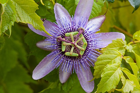 RHS_GARDEN_WISLEY_SURREY_CLOSE_UP_OF_THE_PURPLE_FLOWER_OF_PASSIFLORA_BETTY_MYLES_YOUNG__PASSION_FLOW