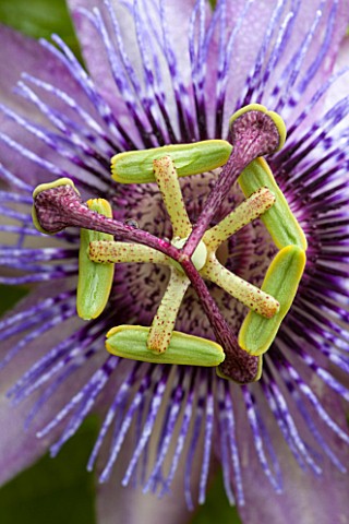 RHS_GARDEN_WISLEY_SURREY_CLOSE_UP_OF_THE_PURPLE_FLOWER_OF_PASSIFLORA_BETTY_MYLES_YOUNG__PASSION_FLOW