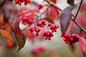 RHS GARDEN, WISLEY, SURREY: CLOSE UP EUONYMUS EUROPAEUS RED CASCADE - PLANT PORTRAIT, BERRY,  BERRIES, SHRUB, DECIDUOUS, AUTUMN, FALL, FRUIT, PINK, ORANGE, FRUIT, SPINDLE, SEED POD