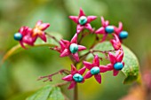 RHS GARDEN, WISLEY, SURREY: CLOSE UP OF RED BLUE BERRIES, FRUIT OF CLERODENDRON TRICHOTOMUM  VAR FARGESII - AUTUMN, OCTOBER, BERRY, PLANT PORTRAIT
