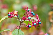 RHS GARDEN, WISLEY, SURREY: CLOSE UP OF RED BLUE BERRIES, FRUIT OF CLERODENDRON TRICHOTOMUM  VAR FARGESII - AUTUMN, OCTOBER, BERRY, PLANT PORTRAIT