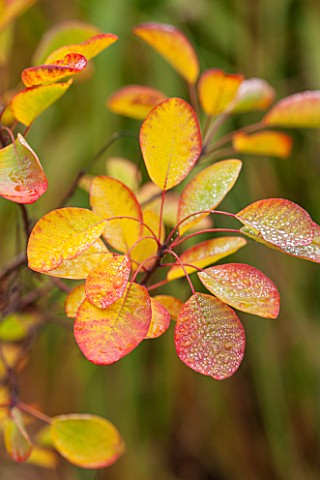 RHS_GARDEN_WISLEY_SURREY_AUTUMNAL_LEAVES_OF_COTINUS_COGGYGRIA_PINK_CHAMPAGNE__SHRUB_DECIDUOUS_AUTUMN