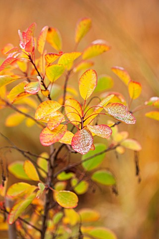 RHS_GARDEN_WISLEY_SURREY_AUTUMNAL_LEAVES_OF_COTINUS_COGGYGRIA_PINK_CHAMPAGNE__SHRUB_DECIDUOUS_AUTUMN