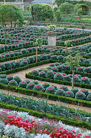 ORNAMENTAL_CABBAGES_IN_THE_POTAGER_AT_THE_CHATEAU_DE_VILLANDRY__FRANCE