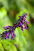 HOLE PARK, KENT: TROPICAL, DARK PURPLE SALVIA - SALVIA BLACK KNIGHT IN THE EXOTIC BORDER - COUNTRY GARDEN, CLASSIC, FALL, AUTUMN, OCTOBER