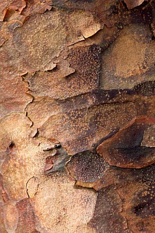 HOLE_PARK_KENT_CLOSE_UP_OF_THE_BARK_OF_ACER_GRISEUM__PAPERBARK_MAPLE__DECIDUOUS_TREE_AUTUMN_OCTOBER_