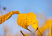 HOLE PARK, KENT: CLOSE UP OF YELLOW AUTUMNAL LEAF OF AESCULUS PARVIFLORA - BOTTLEBUSH BUCKEYE TREE - DECIDUOUS, TREE, AUTUMN, OCTOBER, PLANT PORTRAIT, LEAVES, FALL FOLIAGE