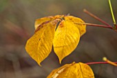 HOLE PARK, KENT: CLOSE UP OF YELLOW AUTUMNAL LEAF OF AESCULUS PARVIFLORA - BOTTLEBUSH BUCKEYE TREE - DECIDUOUS, TREE, AUTUMN, OCTOBER, PLANT PORTRAIT, LEAVES, FALL FOLIAGE