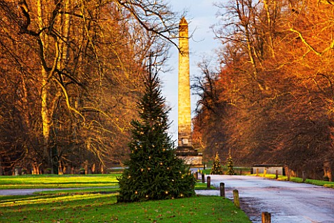 CASTLE_HOWARD_YORKSHIRE_CHRISTMAS__CHRISTMAS_TREE_IN_FRONT_OF_THE_OBELISK_ON_LAWN_WITH_LIGHTS__WINTE