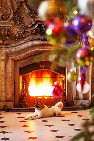 CASTLE_HOWARD_YORKSHIRE_CHRISTMAS__DEE_THE_DOG_IN_THE_GREAT_HALL_BESIDE_THE_FIREPLACE__DECORATION_DE