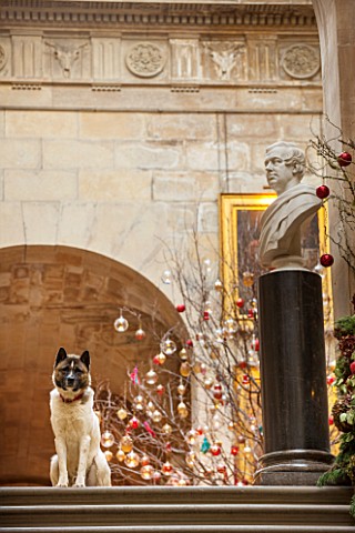CASTLE_HOWARD_YORKSHIRE_CHRISTMAS__DEE_THE_DOG_ON_THE_CHINA_LANDING_DECORATED_FOR_CHRISTMAS_WITH_A_C