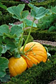 PUMPKINS IN THE FORMAL POTAGER AT THE CHATEAU DE VILLANDRY FRANCE