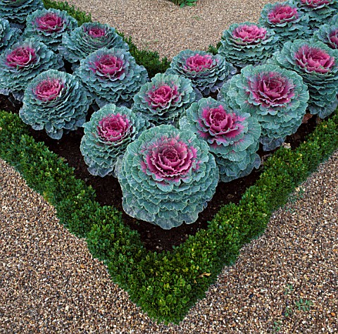 ORNAMENTAL_CABBAGES_IN_THE_POTAGER_AT_THE_CHATEAU_DE_VILLANDRY__FRANCE