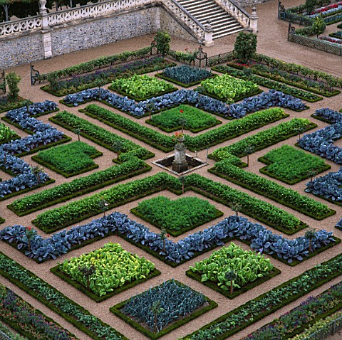 CABBAGES_AND_CHARD_IN_THE_FORMAL_POTAGER_AT_THE_CHATEAU_DE_VILLANDRY__FRANCE