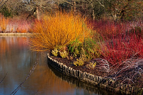 RHS_GARDEN_WISLEY_SURREY_THE_WINTER_GARDEN_AND_LAKE_WITH_COLOURED_STEMS_OF_RUBUS_COCKBURNIANUS_GOLDE