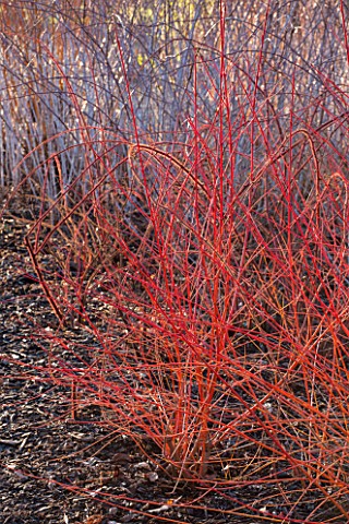RHS_GARDEN_WISLEY_SURREY_RED_STEMS_OF_RUBUS_PHOENICOLASIUS__JAPANESE_WINBERRY___IN_FRONT_OF_RUBUS_CO