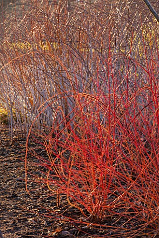 RHS_GARDEN_WISLEY_SURREY_RED_STEMS_OF_RUBUS_PHOENICOLASIUS__JAPANESE_WINBERRY___IN_FRONT_OF_RUBUS_CO