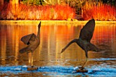 RHS GARDEN, WISLEY, SURREY: BIRD SCULPTURES IN THE LAKE AT SEVEN ACRE, IN WINTER. ART, WATER