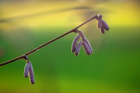 RHS_GARDEN_WISLEY_SURREY_CLOSE_UP_PLANT_PORTRAIT_OF_THE_CATKINS_OF_CORYLUS_MAXIMA_RED_FILBERT__JANUA
