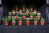 CHELSEA PHYSIC GARDEN, LONDON: SNOWDROP THEATRE - SNOWDROPS IN TERRACOTTA CONTAINERS - BULBS, DISPLAY, DISPLAYED, OUTDOOR, BLOOMS, ARRANGEMENT, GROUP, POTS, CONTAINERS