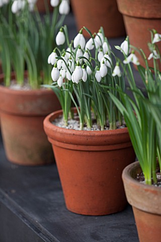 CHELSEA_PHYSIC_GARDEN_LONDON_SNOWDROPS_IN_SNOWDROP_THEATRE__GALANTHUS_FALKLAND_HOUSE__DISPLAY_DISPLA