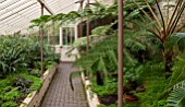 CHELSEA PHYSIC GARDEN, LONDON: THE FERN HOUSE WITH CYATHEA INDET (642)  TO THE RIGHT. GREENHOUSE, GLASSHOUSE, INSIDE, FERN, FERNS, DOOR, PATH