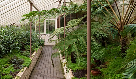 CHELSEA_PHYSIC_GARDEN_LONDON_THE_FERN_HOUSE_WITH_CYATHEA_INDET_642__TO_THE_RIGHT_GREENHOUSE_GLASSHOU