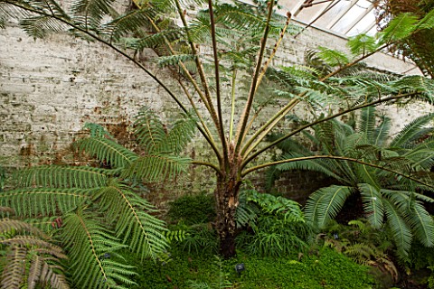 CHELSEA_PHYSIC_GARDEN_LONDON_THE_FERN_HOUSE_WITH_CYATHEA_INDET_642__GREENHOUSE_GLASSHOUSE_INSIDE_FER