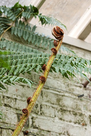 CHELSEA_PHYSIC_GARDEN_LONDON_THE_FERN_HOUSE_WITH_THE_UNFURLING_BUDS_OF_TREE_FERN__CYATHEA_INDET_642_