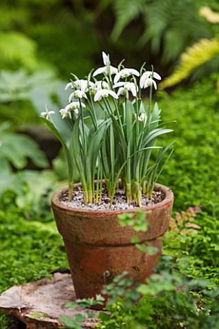 CHELSEA_PHYSIC_GARDEN_LONDON_TERRACOTTA_CONTAINER_IN_THE_FERNERY_PLANTED_WITH_SNOWDROPS__GALANTHUS_A