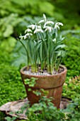 CHELSEA PHYSIC GARDEN, LONDON: TERRACOTTA CONTAINER IN THE FERNERY PLANTED WITH SNOWDROPS - GALANTHUS AILWYN - BULB, POT, BULBS, SNOWDROP