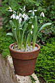 CHELSEA PHYSIC GARDEN, LONDON: TERRACOTTA CONTAINER IN THE FERNERY PLANTED WITH SNOWDROPS - GALANTHUS ELWESII GRUMPY  - BULB, POT, BULBS, SNOWDROP