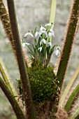 CHELSEA PHYSIC GARDEN, LONDON: SNOWDROPS - GALANTHUS NIVALS - PLANTED IN MOSS IN THE FERNERY. KOKEDAMA, MOSS BALL, SNOWDROP, SNOWDROPS, GLASSHOUSE, WINTER, JANUARY, GREEN, WHITE