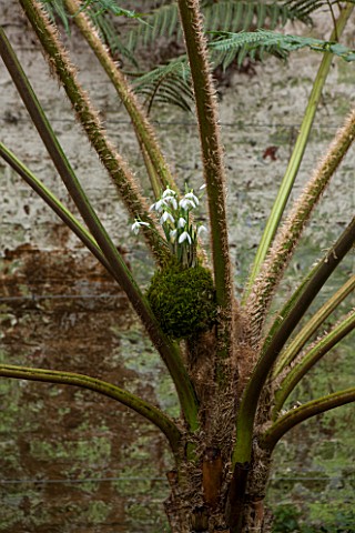 CHELSEA_PHYSIC_GARDEN_LONDON_SNOWDROPS__GALANTHUS_NIVALS__PLANTED_IN_MOSS_SITS_IN_A_CYATHEA_IN_THE_F
