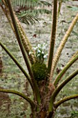 CHELSEA PHYSIC GARDEN, LONDON: SNOWDROPS - GALANTHUS NIVALS - PLANTED IN MOSS SITS IN A CYATHEA IN THE FERNERY. KOKEDAMA, MOSS BALL, SNOWDROP, SNOWDROPS, GLASSHOUSE, FERN
