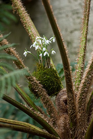 CHELSEA_PHYSIC_GARDEN_LONDON_SNOWDROPS__GALANTHUS_NIVALS__PLANTED_IN_MOSS_SITS_IN_A_CYATHEA_IN_THE_F