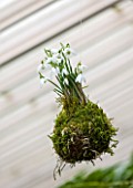 CHELSEA PHYSIC GARDEN, LONDON: SNOWDROPS - GALANTHUS NIVALS - PLANTED IN MOSS HANGS FROM THE FERNERY ROOF. KOKEDAMA, MOSS BALL, SNOWDROP, SNOWDROPS, GLASSHOUSE, FERN