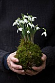 CHELSEA PHYSIC GARDEN, LONDON: GIRL WITH BLACK JUMPER HOLDING GALANTHUS NIVALIS PLANTED IN MOSS - LADY, WOMAN, SNOWDROP, SNOWDROPS, WINTER, JANUARY, WHITE, FLOWER, FLOWERS, BULB