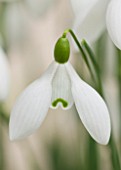 CHELSEA PHYSIC GARDEN, LONDON: CLOSE UP PLANT PORTRAIT OF SNOWDROP - GALANTHUS SIR HERBERT MAXWELL - SNOWDROP, WHITE, FLOWER, GREEN MARKINGS, BULB, WINTER, JANUARY