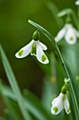 CHELSEA PHYSIC GARDEN, LONDON: CLOSE UP PLANT PORTRAIT OF SNOWDROP - GALANTHUS PLICATUS TRYM - SNOWDROP, WHITE, FLOWER, GREEN MARKINGS, BULB, WINTER, JANUARY