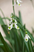 CHELSEA PHYSIC GARDEN, LONDON: CLOSE UP PLANT PORTRAIT OF SNOWDROP - GALANTHUS PLICATUS TRYM - SNOWDROP, WHITE, FLOWER, GREEN MARKINGS, BULB, WINTER, JANUARY