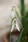 CHELSEA PHYSIC GARDEN, LONDON: CLOSE UP PLANT PORTRAIT OF SNOWDROP - GALANTHUS WASP -  SNOWDROP, WHITE, FLOWER, GREEN MARKINGS, BULB, WINTER, JANUARY